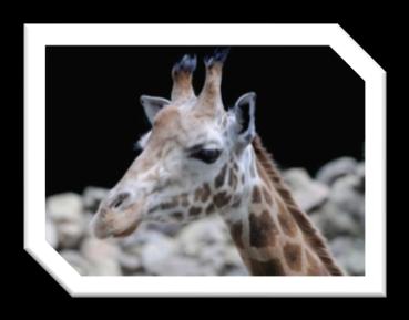 DIERENPASPOORT GIRAFFE LATIJNSE NAAM: LEEFGEBIED: VOEDSEL: LEEFTIJD: GEWICHT: DRAAGTIJD: AANTAL JONGEN: IUCN-STATUS: Giraffa camelopardalis Afrika bladeren, knoppen, twijgen, vruchten, bloemen en