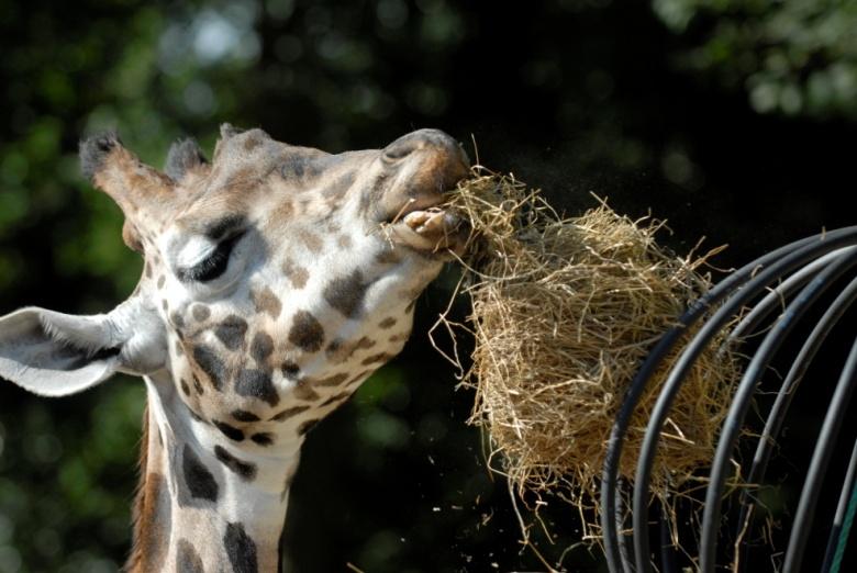 Mascara? Als bescherming tegen stof heeft een giraffe hele lange wimpers. Ook kan hij zijn ogen apart van elkaar sluiten, een soort knipogen dus!