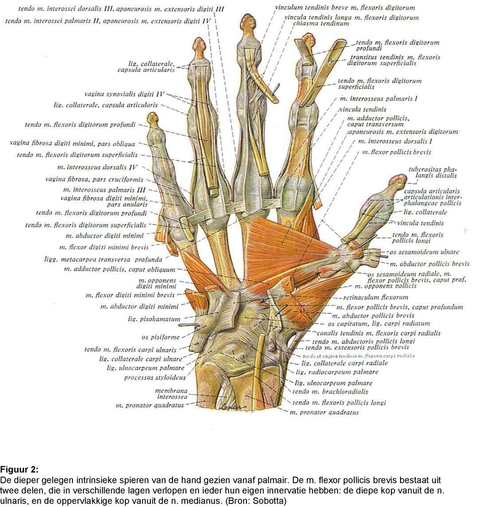 flexor pollicis brevis bestaat uit twee delen, die in verschillende lagen