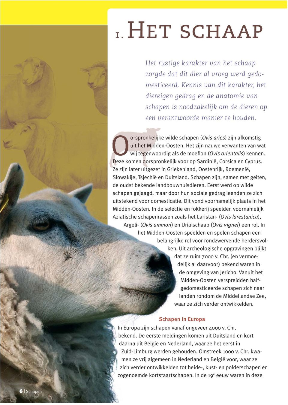 Oorspronkelij orspro elijke wilde schapen ( Ovis aries) zijn afkomstig uit het Midden-Oosten. als de moeflon (Ovis orientalis) kennen.