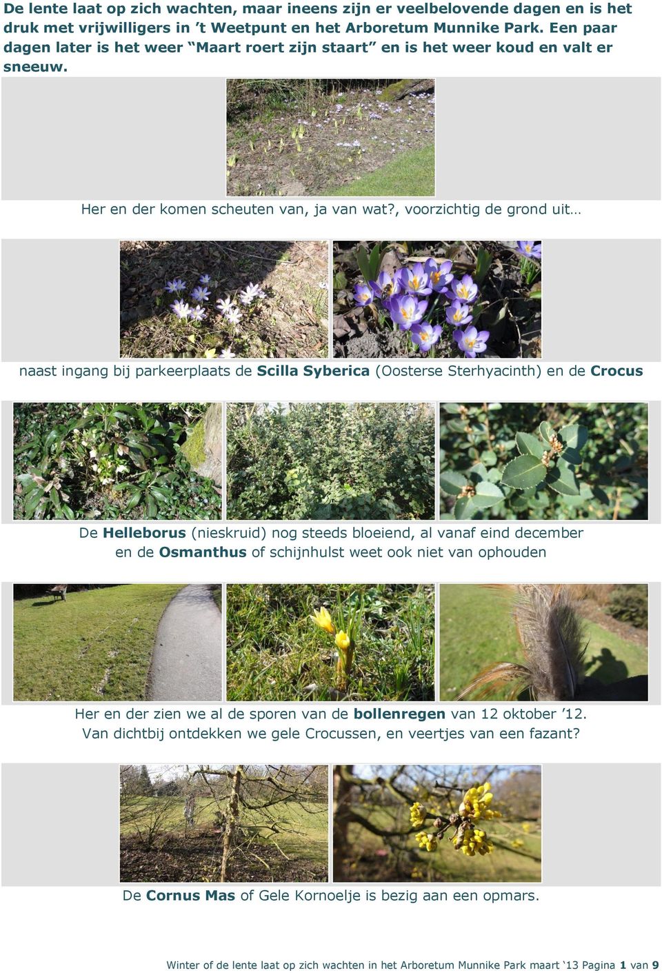 , voorzichtig de grond uit naast ingang bij parkeerplaats de Scilla Syberica (Oosterse Sterhyacinth) en de Crocus De Helleborus (nieskruid) nog steeds bloeiend, al vanaf eind december en de Osmanthus