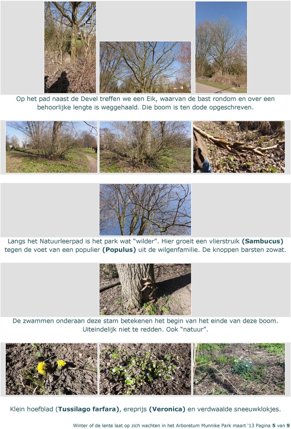 De knoppen barsten zowat. De zwammen onderaan deze stam betekenen het begin van het einde van deze boom. Uiteindelijk niet te redden. Ook natuur.