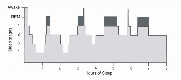 Basiskennis slaap Slaap zorgt voor herstel en regulatie van celweefsel veel hersen- en spieractiviteit Ongeveer 4-5 slaapcycli per nacht (90-110 minuten