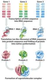 AAAA RNA ribosomen