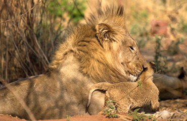 Bescherming van wilde dieren / Leeuwen Neem deel aan een project ter bescherming van de fauna en ontdek deze parel in zuidelijk Afrika.