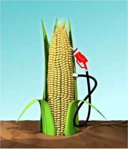 De grondstoffen voor bio-ethanol en biodiesel (maïs in de VS, koolzaad in Europa, palmolie in Azië) worden veel gebruikt in de voedingsmiddelenindustrie. Figuur 1: Feed or fuel?