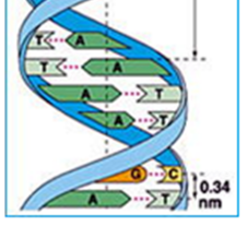 EObrandstoffen 49 Figuur 20: Stofwisseling in gistcel Figuur 21: elkern met chromosomen en DNA Figuur 22: Model van een DNA molecuul De aanmaak van de verschillende enzymen in gist wordt gereguleerd