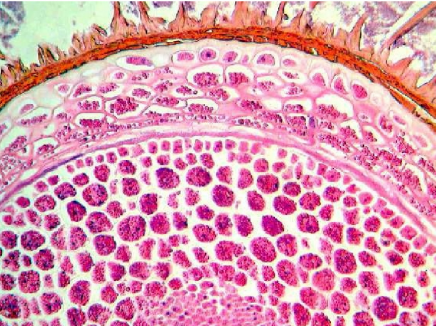 6 SWI 2013 Biologische kennis. De wiskundigen duiken eerst in de biologische literatuur om te begrijpen hoe een zaadje er precies uitziet.