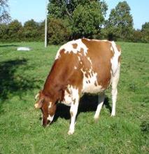 Toekomst Zwartbonte Holstein MRIJ INRA WUR / CGN Belgisch witblauw Roodbonte Holstein Brandrood West- Vlaamse Rode Maine Anjou AWE CRV WUR / CGN CRV AWE