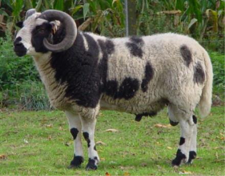 Kleurvererving bij schapen Vlekken-gen (S-locus) Slechts 2