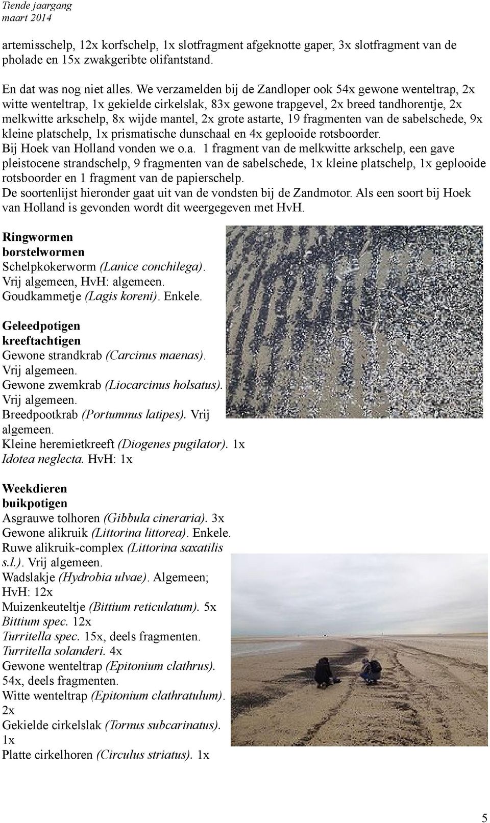 astarte, 19 fragmenten van de sabelschede, 9x kleine platschelp, 1x prismatische dunschaal en 4x geplooide rotsboorder. Bij Hoek van Holland vonden we o.a. 1 fragment van de melkwitte arkschelp, een gave pleistocene strandschelp, 9 fragmenten van de sabelschede, 1x kleine platschelp, 1x geplooide rotsboorder en 1 fragment van de papierschelp.