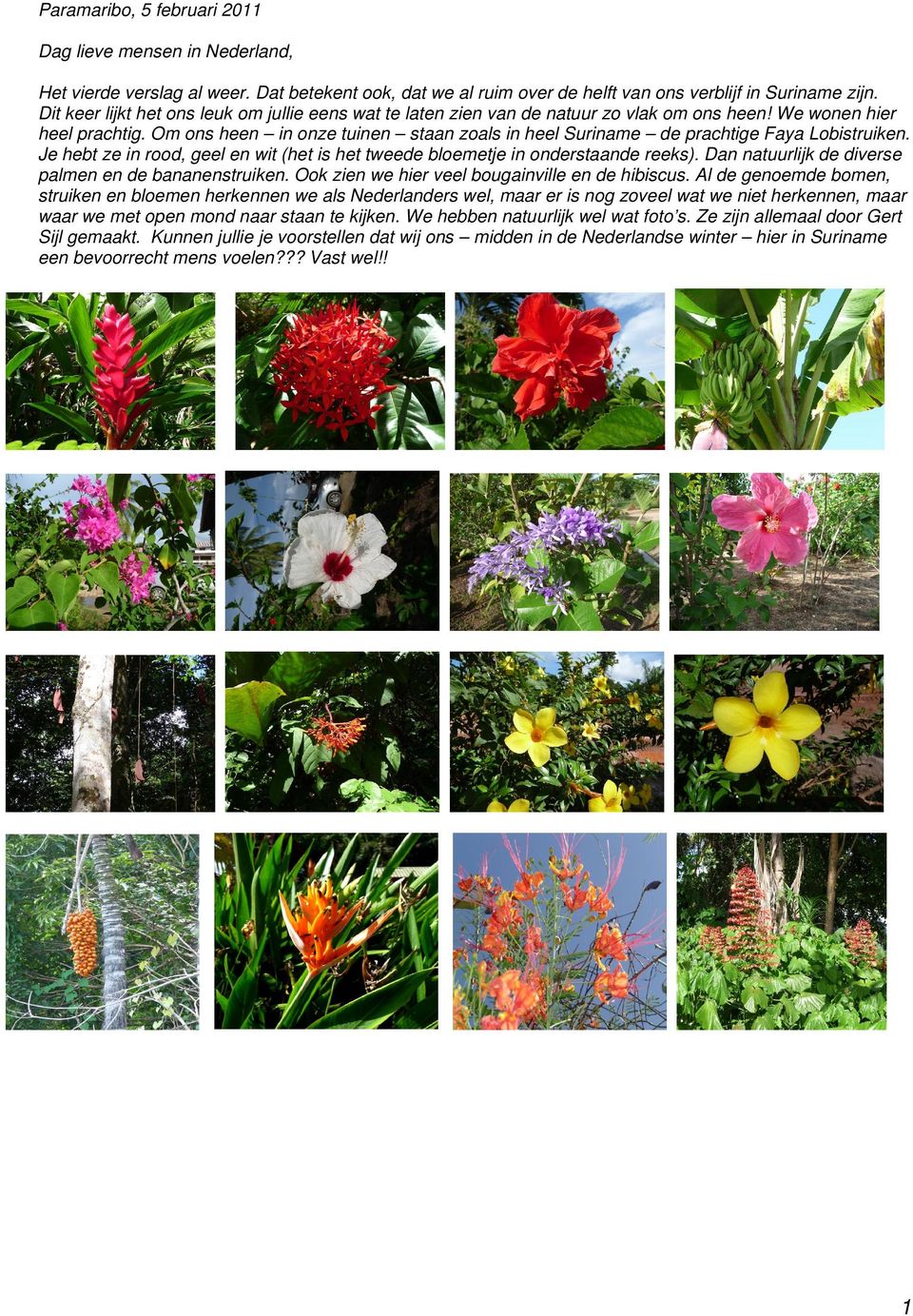 Om ons heen in onze tuinen staan zoals in heel Suriname de prachtige Faya Lobistruiken. Je hebt ze in rood, geel en wit (het is het tweede bloemetje in onderstaande reeks).
