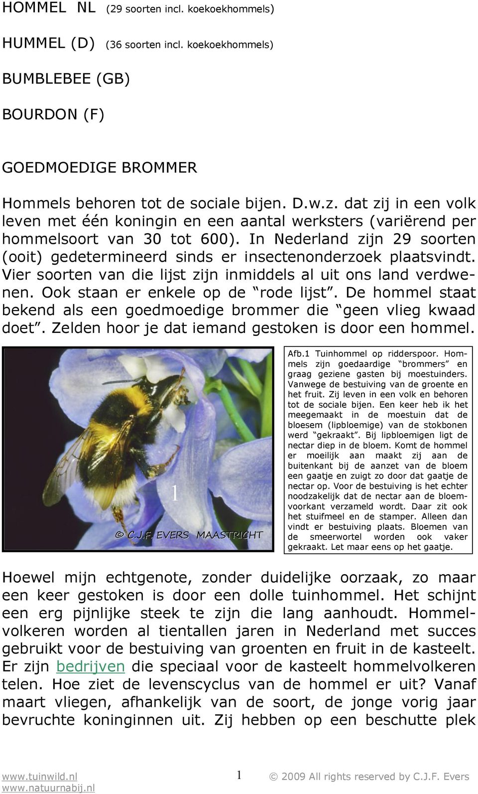 In Nederland zijn 29 soorten (ooit) gedetermineerd sinds er insectenonderzoek plaatsvindt. Vier soorten van die lijst zijn inmiddels al uit ons land verdwenen. Ook staan er enkele op de rode lijst.