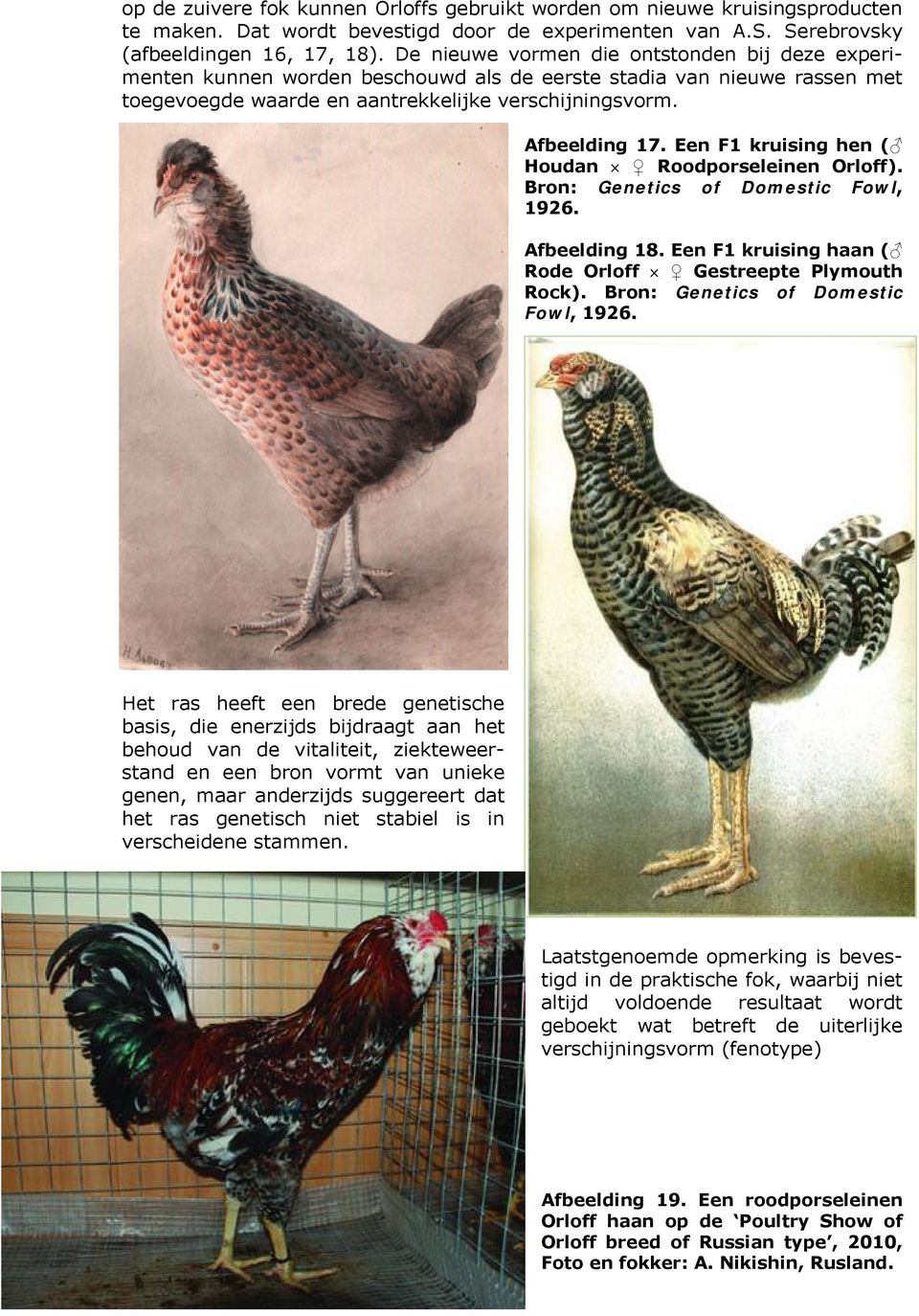 Een F1 kruising hen ( Houdan Roodporseleinen Orloff). Bron: Genetics of Domestic Fowl, 1926. Afbeelding 18. Een F1 kruising haan ( Rode Orloff Gestreepte Plymouth Rock).
