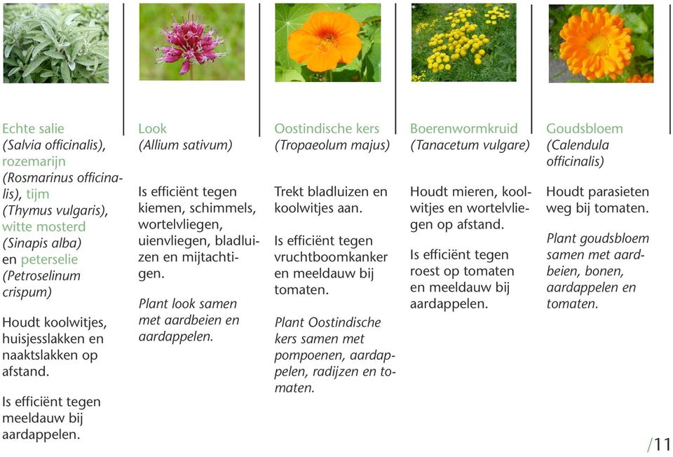 Plant look samen met aardbeien en aardappelen. Oostindische kers (Tropaeolum majus) Trekt bladluizen en koolwitjes aan. Is efficiënt tegen vruchtboomkanker en meeldauw bij tomaten.