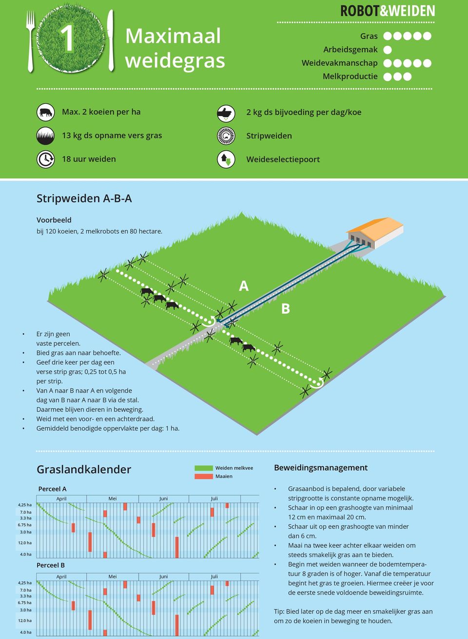 Bied gras aan naar behoefte. Geef drie keer per dag een verse strip gras; 0,25 tot 0,5 ha per strip. Van A naar B naar A en volgende dag van B naar A naar B via de stal.