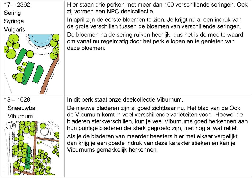 De bloemen na de sering ruiken heerlijk, dus het is de moeite waard om vanaf nu regelmatig door het perk e lopen en te genieten van deze bloemen.