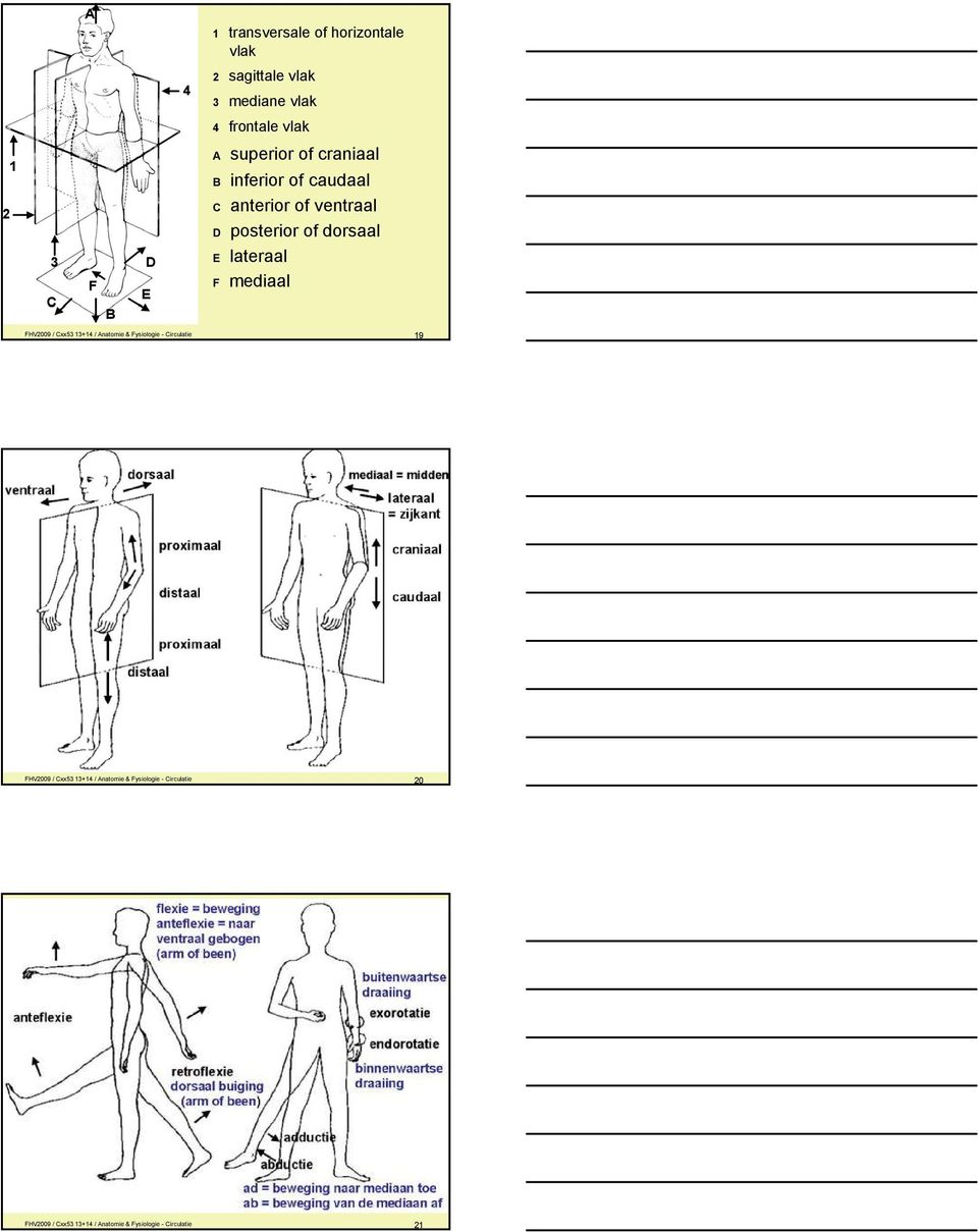mediaal FHV2009 / Cxx53 13+14 / Anatomie & Fysiologie - Circulatie 19 FHV2009 / Cxx53 13+14 /