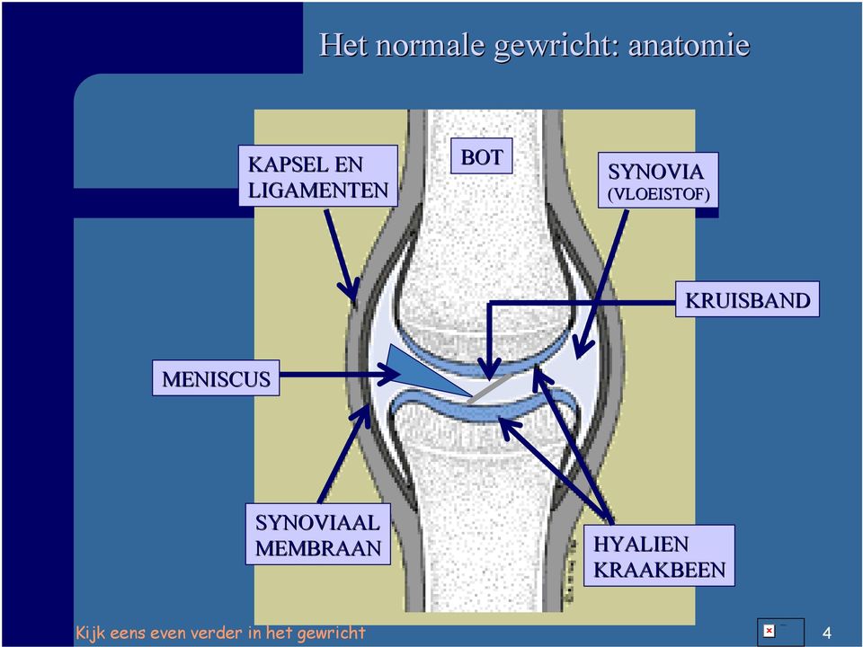 (VLOEISTOF) KRUISBAND MENISCUS