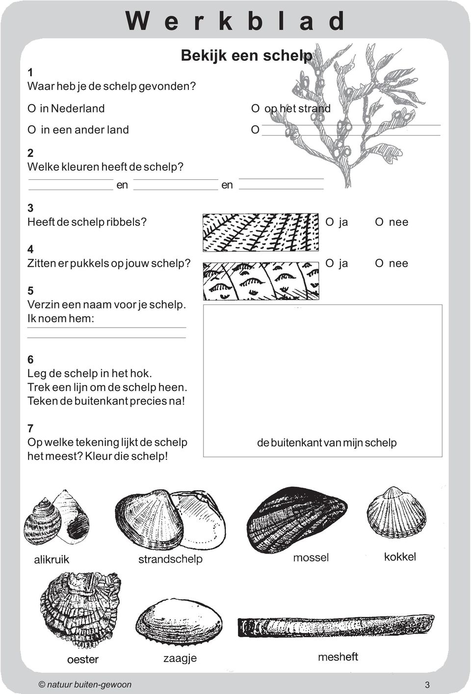 en en Heeft de schelp ribbels? O ja O nee Zitten er pukkels op jouw schelp? O ja O nee Verzin een naam voor je schelp.