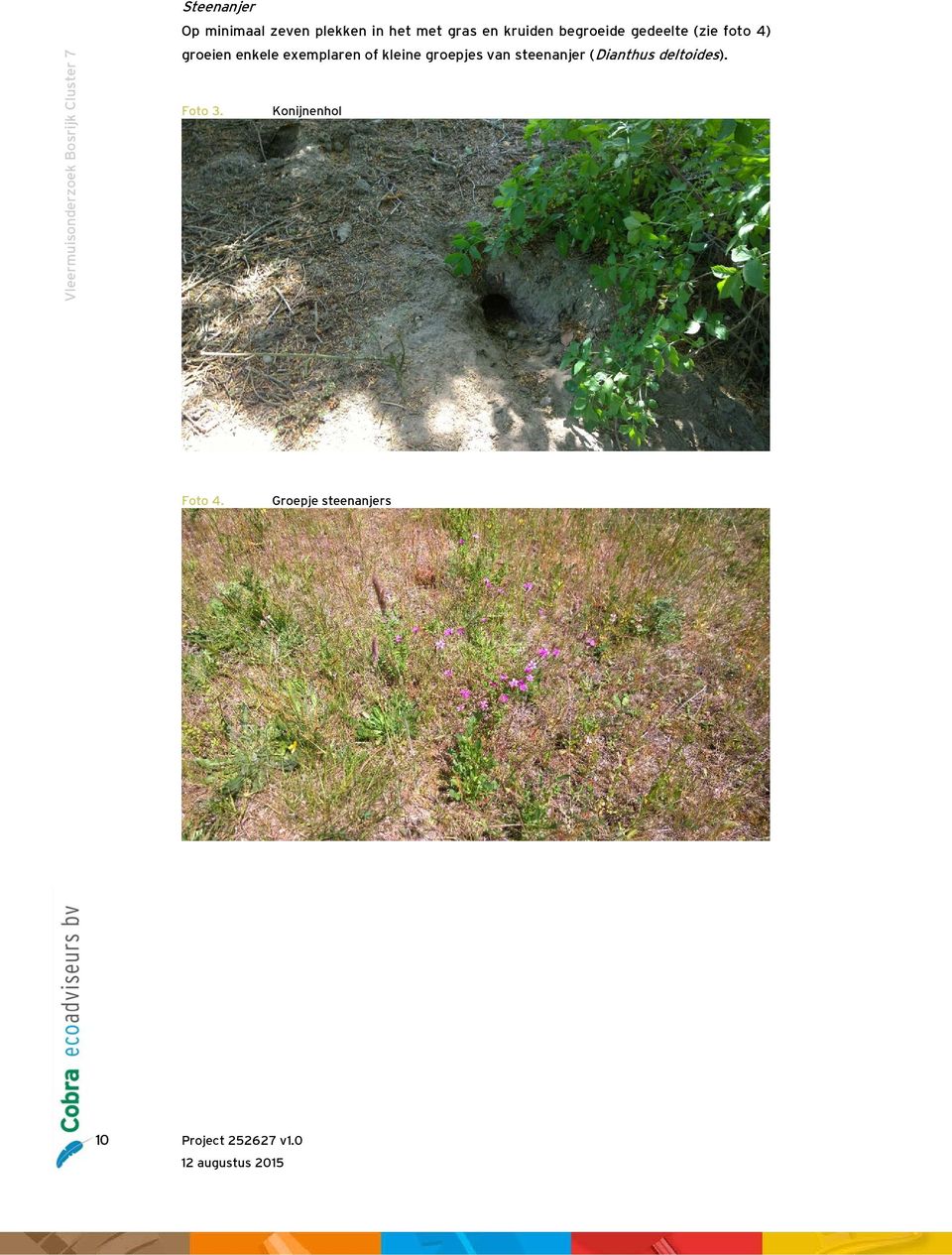 exemplaren of kleine groepjes van steenanjer (Dianthus deltoides). Foto 3.