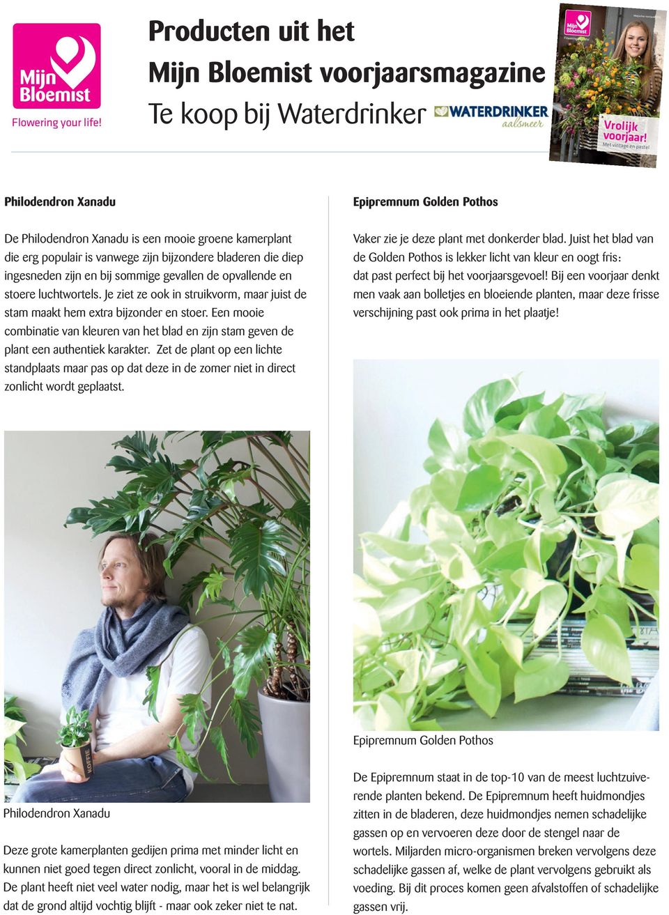 Een mooie combinatie van kleuren van het blad en zijn stam geven de plant een authentiek karakter.