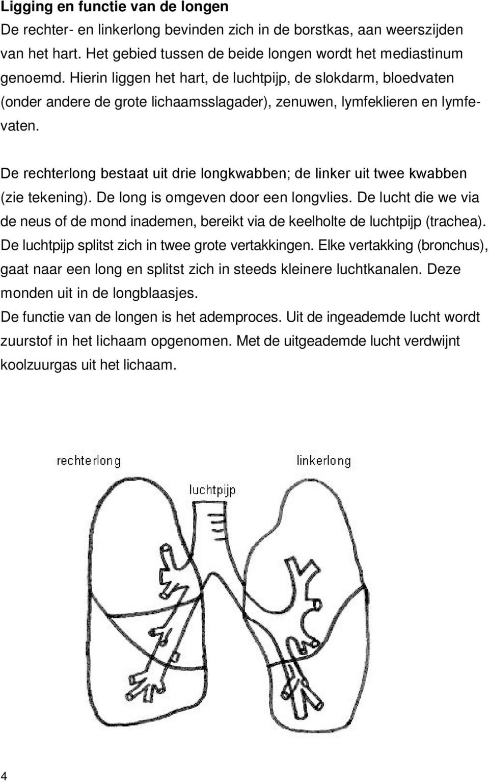 De rechterlong bestaat uit drie longkwabben; de linker uit twee kwabben (zie tekening). De long is omgeven door een longvlies.