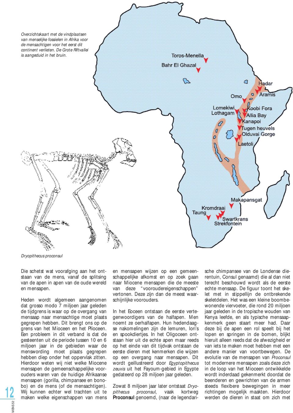 Heden wordt algemeen aangenomen dat grosso modo 7 miljoen jaar geleden de tijdgrens is waar op de overgang van mensaap naar mensachtige moet plaats gegrepen hebben.
