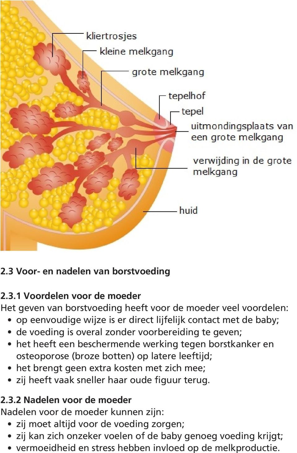 op latere leeftijd; het brengt geen extra kosten met zich mee; zij heeft vaak sneller haar oude figuur terug. 2.3.