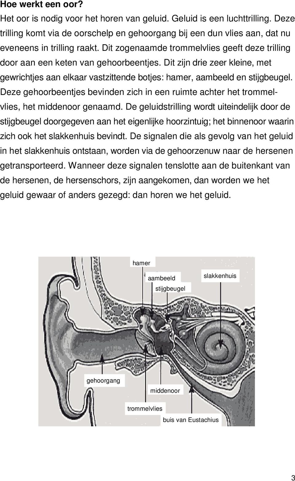 Deze gehoorbeentjes bevinden zich in een ruimte achter het trommelvlies, het middenoor genaamd.