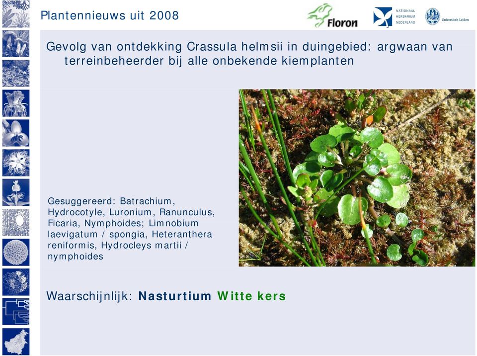 Hydrocotyle, Luronium, Ranunculus, Ficaria, Nymphoides; Limnobium laevigatum /