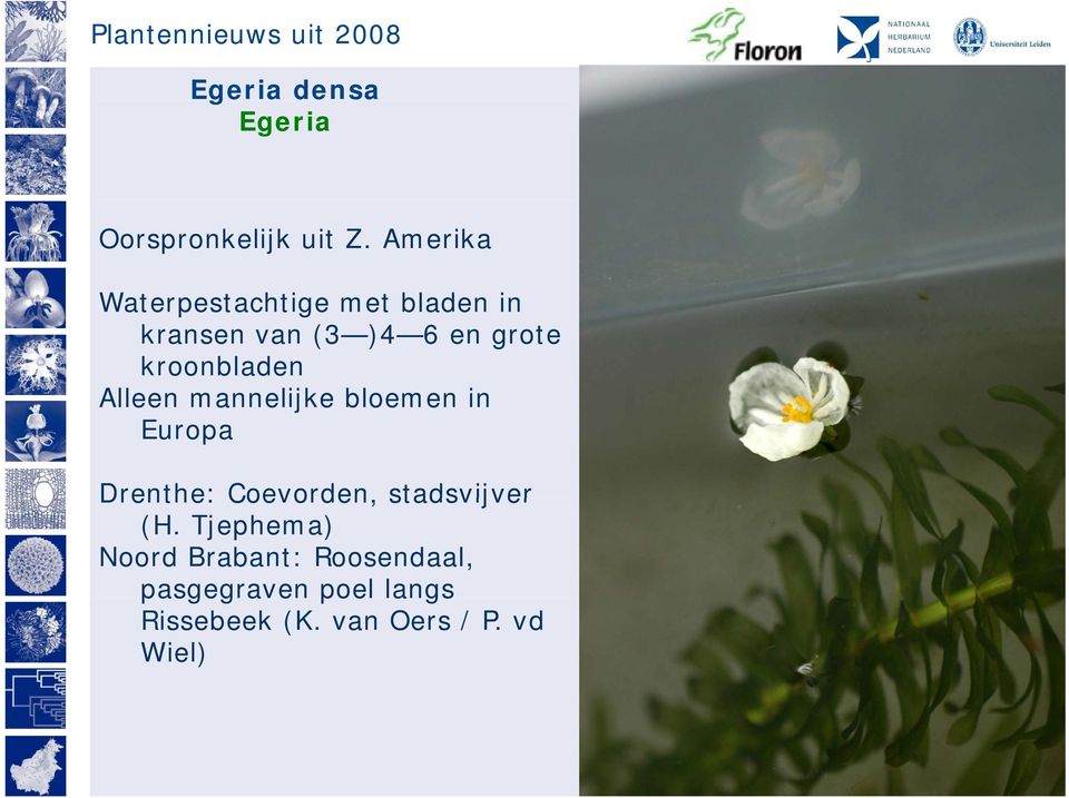 kroonbladen Alleen mannelijke bloemen in Europa Drenthe: Coevorden,