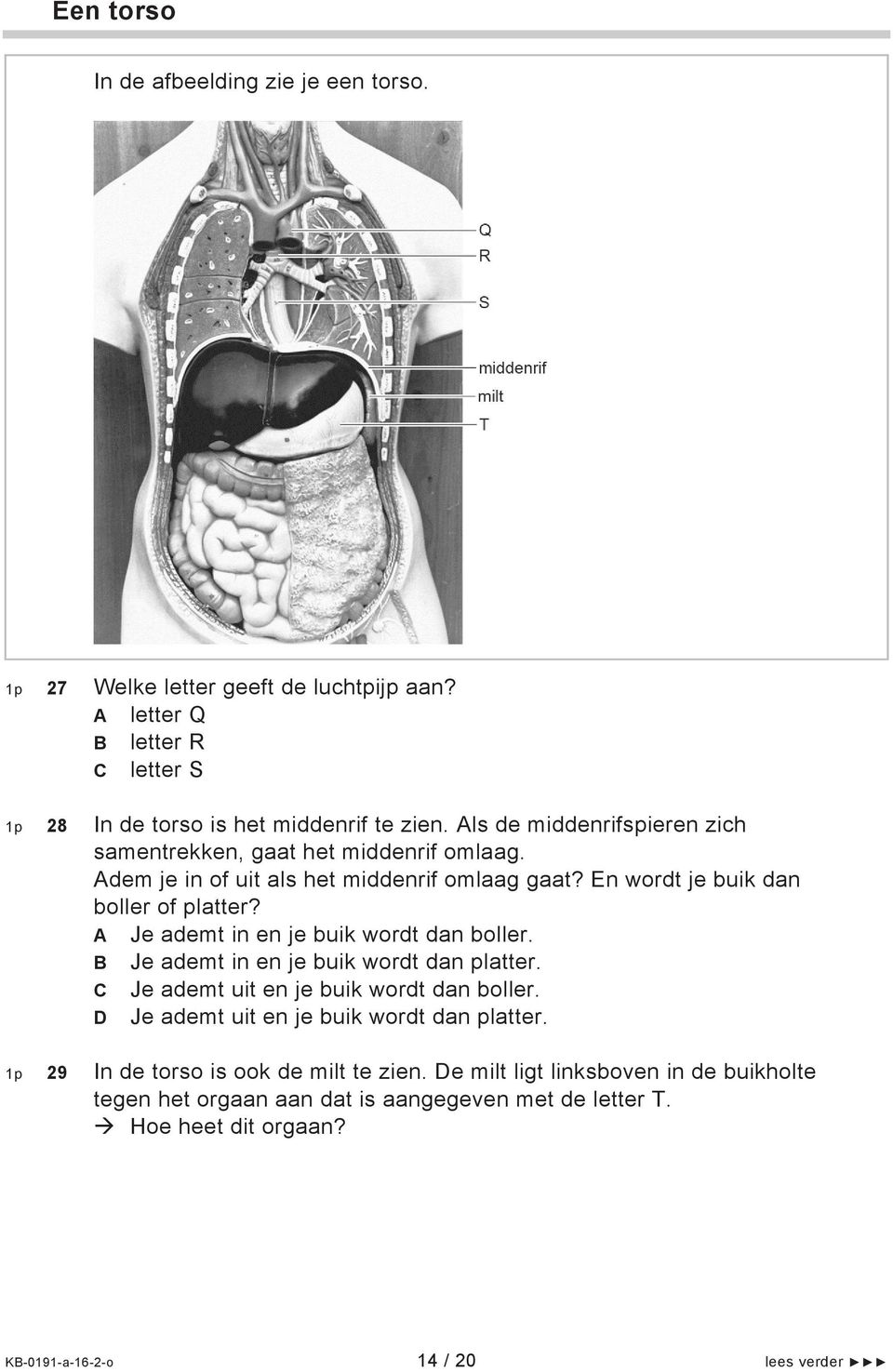 A Je ademt in en je buik wordt dan boller. B Je ademt in en je buik wordt dan platter. C Je ademt uit en je buik wordt dan boller.