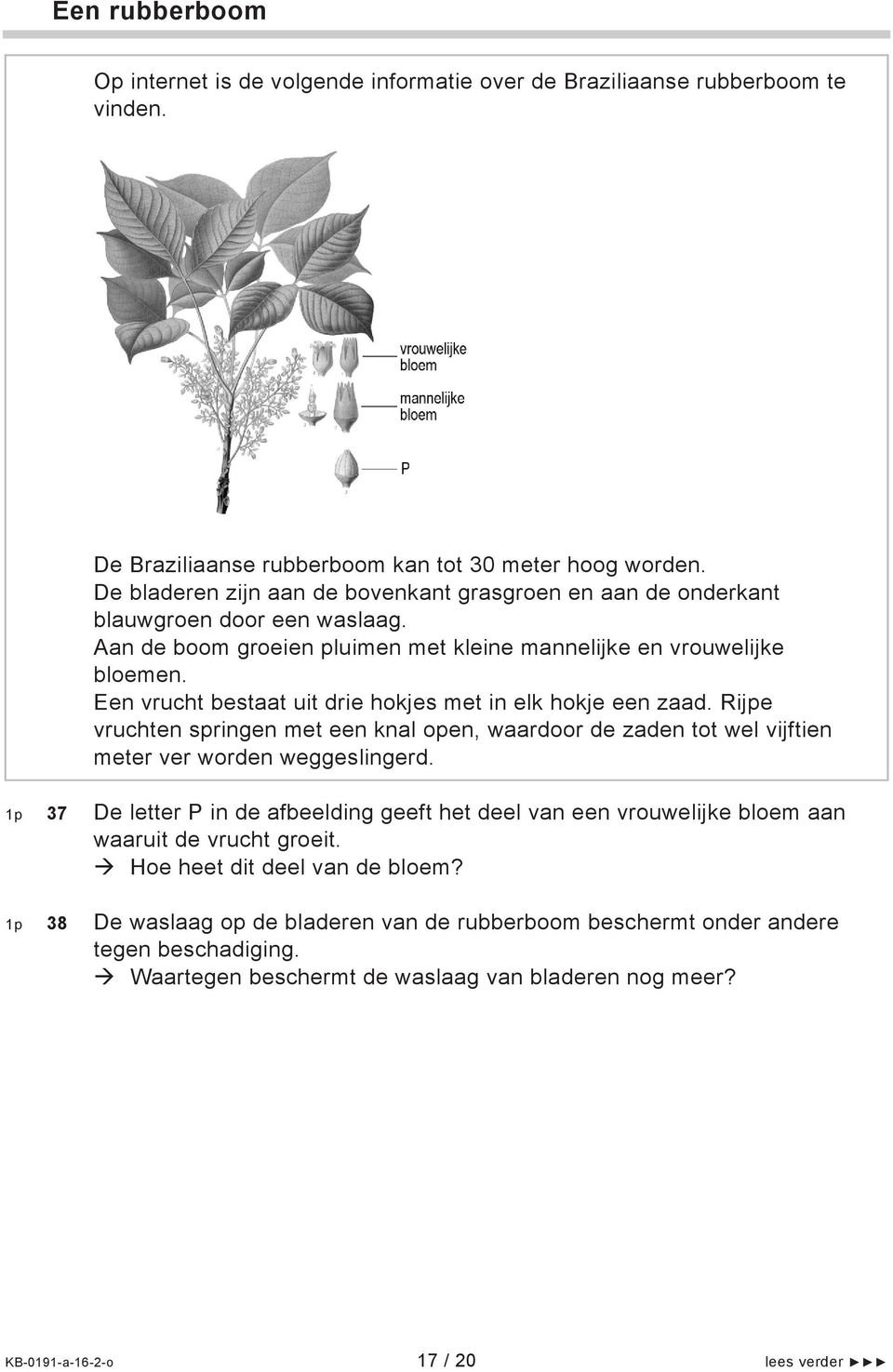 Een vrucht bestaat uit drie hokjes met in elk hokje een zaad. Rijpe vruchten springen met een knal open, waardoor de zaden tot wel vijftien meter ver worden weggeslingerd.