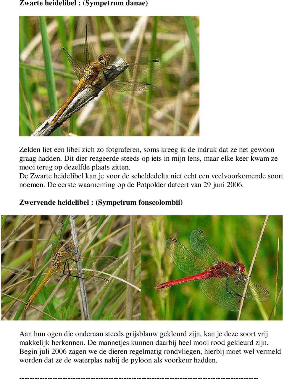 De Zwarte heidelibel kan je voor de scheldedelta niet echt een veelvoorkomende soort noemen. De eerste waarneming op de Potpolder dateert van 29 juni 2006.