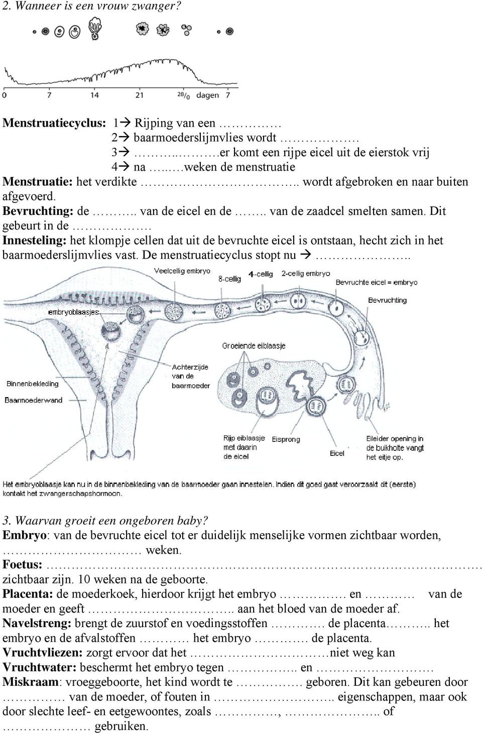 Innesteling: het klompje cellen dat uit de bevruchte eicel is ontstaan, hecht zich in het baarmoederslijmvlies vast. De menstruatiecyclus stopt nu.. 3. Waarvan groeit een ongeboren baby?