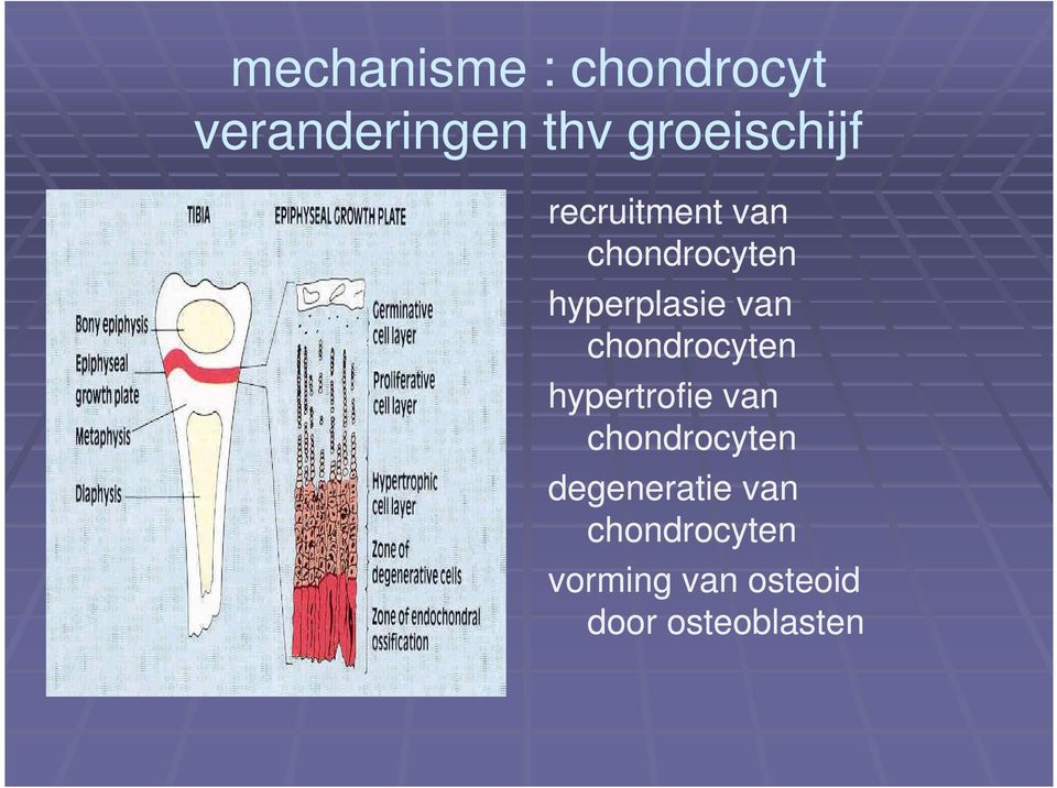 hyperplasie van chondrocyten hypertrofie van