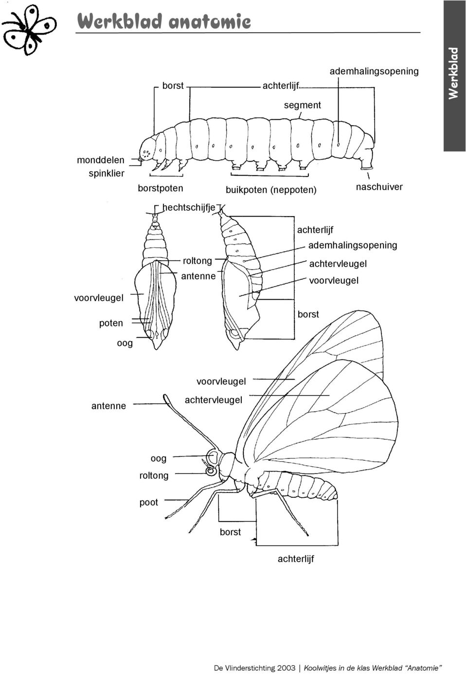 achterlijf ademhalingsopening achtervleugel voorvleugel borst antenne voorvleugel