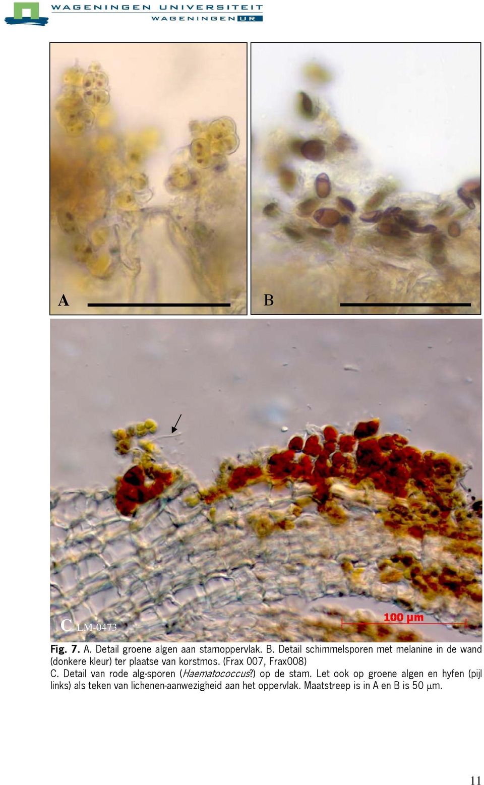 (Frax 007, Frax008) C. Detail van rode alg-sporen (Haematococcus?) op de stam.