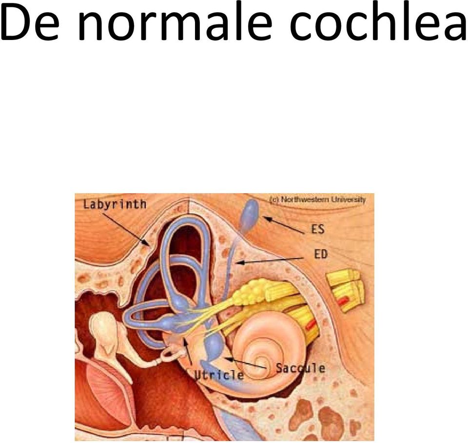 cochlea