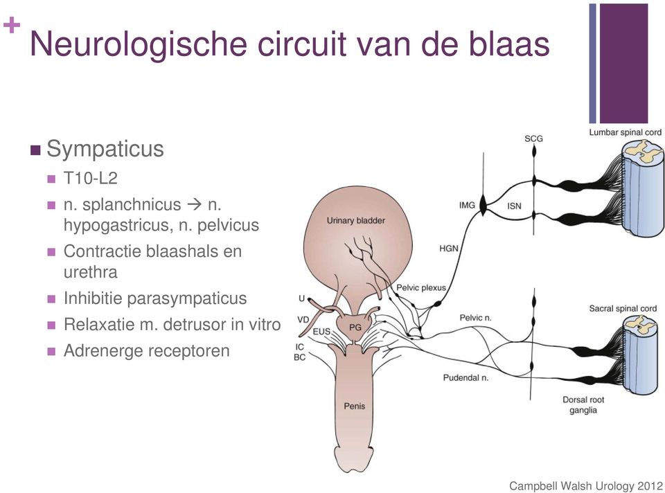 pelvicus Contractie blaashals en urethra Inhibitie