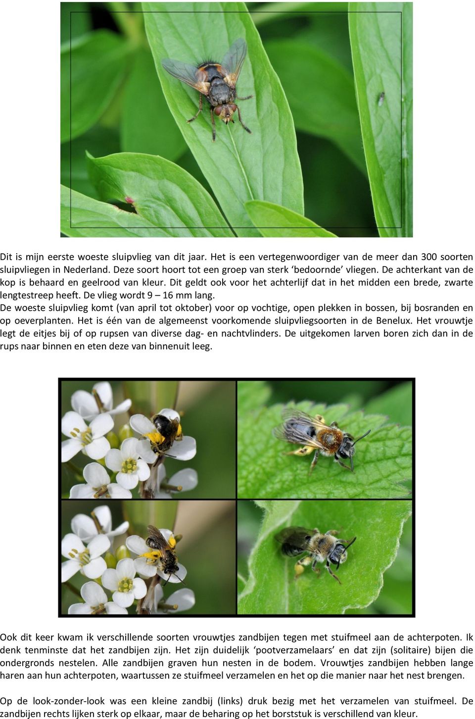 De woeste sluipvlieg komt (van april tot oktober) voor op vochtige, open plekken in bossen, bij bosranden en op oeverplanten. Het is één van de algemeenst voorkomende sluipvliegsoorten in de Benelux.
