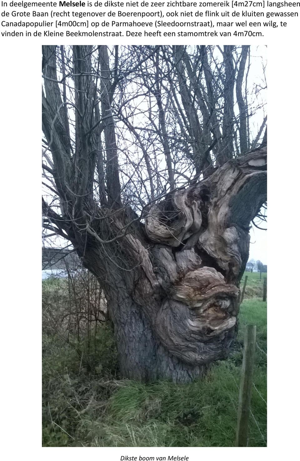 Canadapopulier [4m00cm] op de Parmahoeve (Sleedoornstraat), maar wel een wilg, te vinden