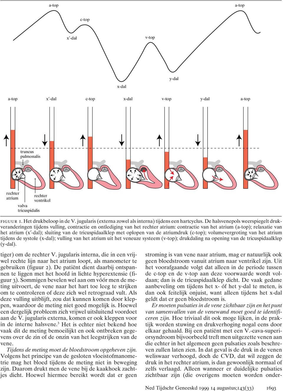De halsvenepols weerspiegelt drukveranderingen tijdens vulling, contractie en ontlediging van het rechter atrium: contractie van het atrium (); relaxatie van het atrium (x -dal); sluiting van de