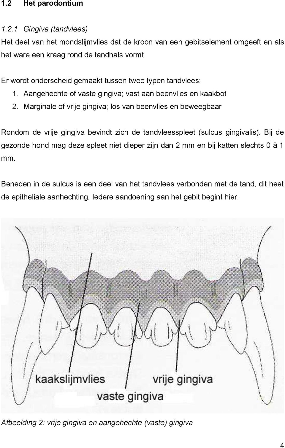 Marginale of vrije gingiva; los van beenvlies en beweegbaar Rondom de vrije gingiva bevindt zich de tandvleesspleet (sulcus gingivalis).