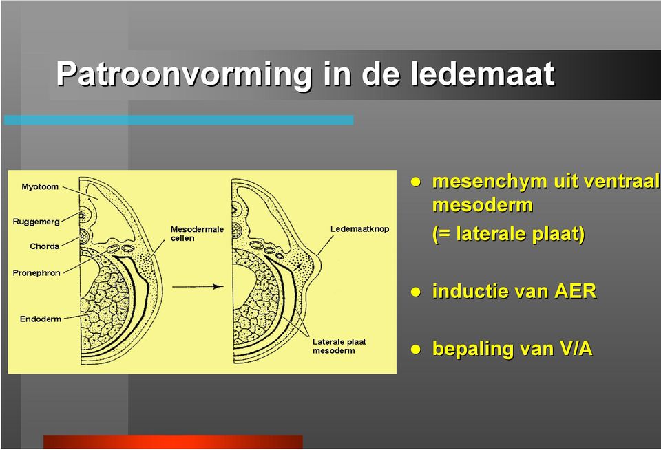 ventraal mesoderm (=