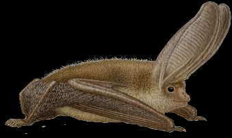 Gewone grootoorvleermuis (Plecotus auritus) Middelgrote vleermuis met grote oren.
