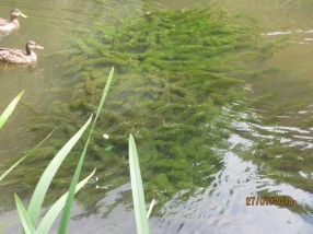 de Vries Fysische gegevens: Inrichting water: EGV (µs/cm): 810 Flauw talud onderwater: nee Stroomsnelheid (cm/s): 0 (hoek < 25º = ca.