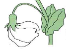 2.2.1 Kruising van de parentale generatie (stap 1) Mendel ging uit van een plant met gele zaden en een plant met groene zaden.
