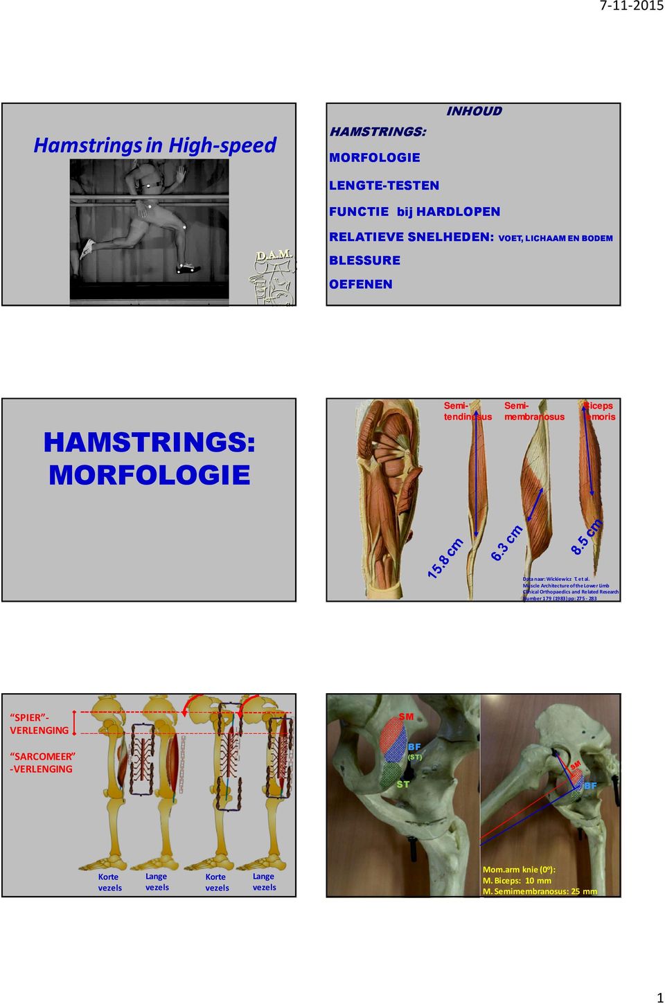 Muscle Architecture of the Lower Limb Clinical Orthopaedics and Related Research Number 79 (983) pp: 275-283 SPIER - VERLENGING SARCOMEER -VERLENGING SM ST BF (ST) N.